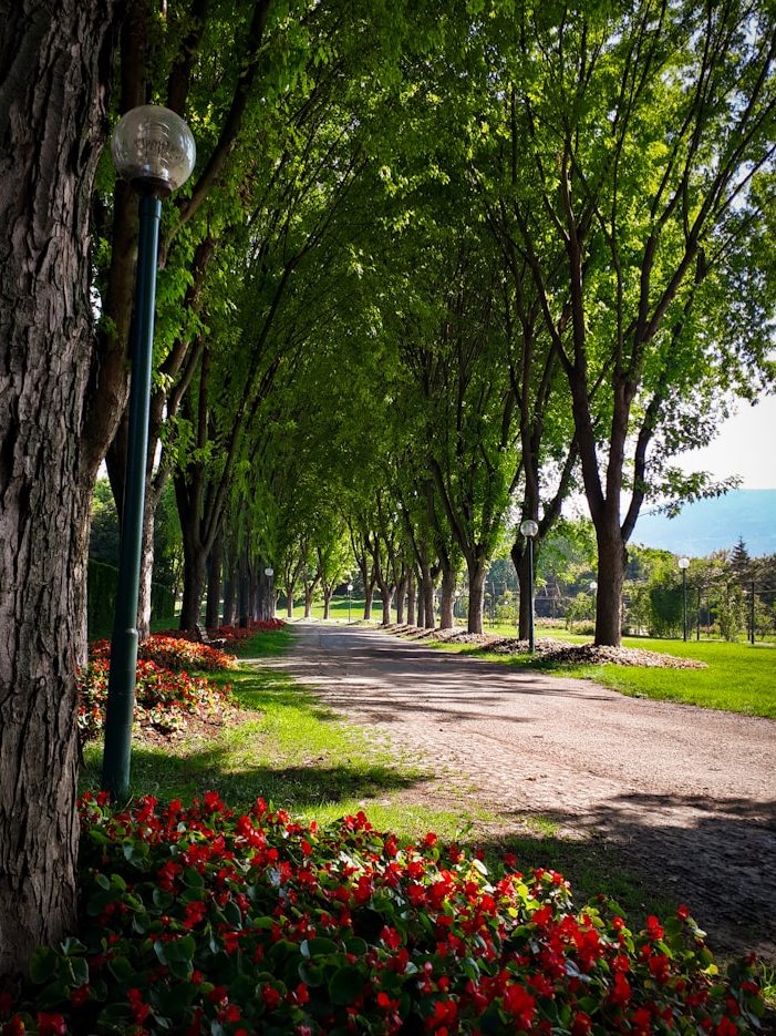 Tree-lined pathway with flowers and street lamps on either side.